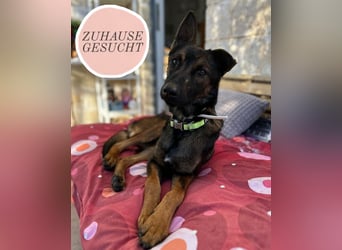 Charles sucht sein forever Home ❤️