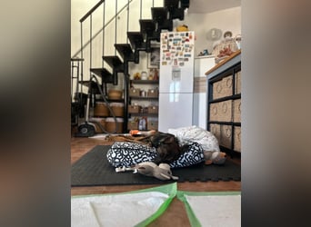 Charles sucht sein forever Home❤️