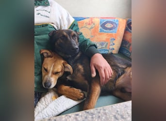 Charles sucht sein forever Home❤️