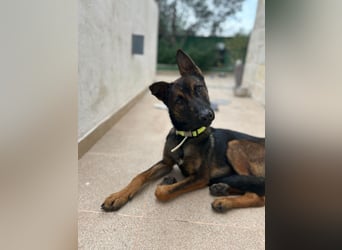 Charles sucht sein forever Home❤️