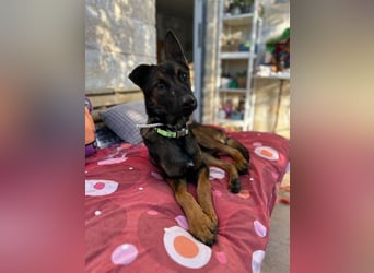 Charles sucht sein forever Home❤️