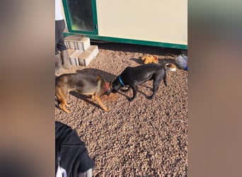 Charles sucht sein forever Home❤️