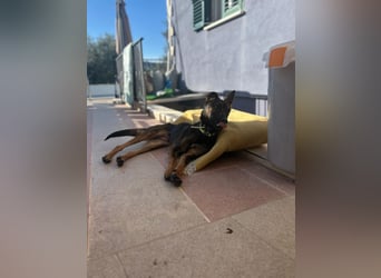 Charles sucht sein forever Home❤️