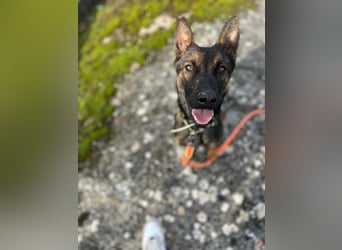 Charles sucht sein forever Home ❤️