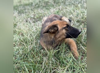 Tilly eine wundervolle Begleiterin fürs Leben