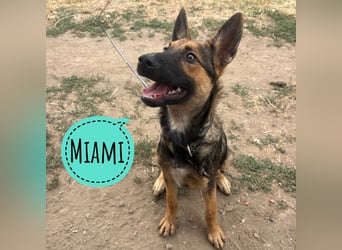 Miami ein unglaublich schlauer Kerl