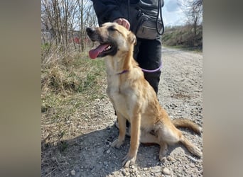 Keira eine sehr liebevolle Hündin
