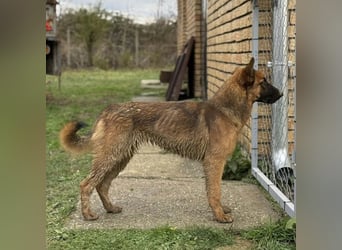 Tilly eine wundervolle Begleiterin fürs Leben