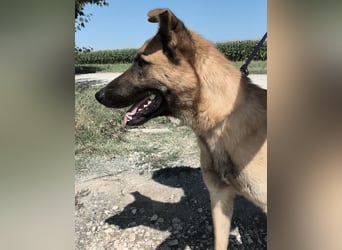 Eddie ein souveräner Begleiter