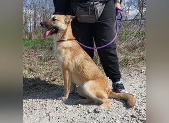 Keira eine sehr liebevolle Hündin