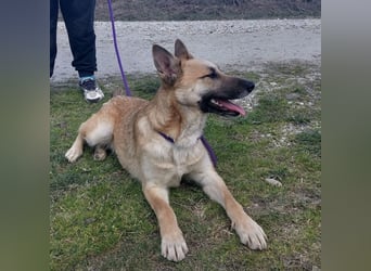 Keira eine sehr liebevolle Hündin