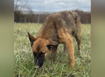 Tilly eine wundervolle Begleiterin fürs Leben