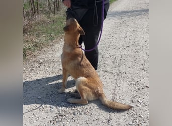Keira eine sehr liebevolle Hündin