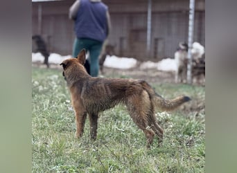 Tilly eine wundervolle Begleiterin fürs Leben