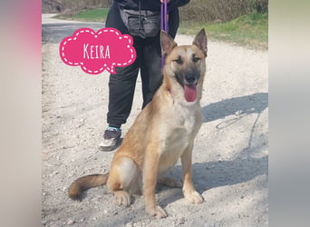 Keira eine sehr liebevolle Hündin