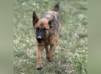 Tilly eine wundervolle Begleiterin fürs Leben
