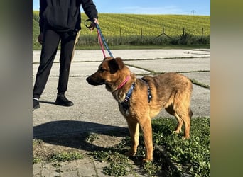 Zander möchte geliebt werden