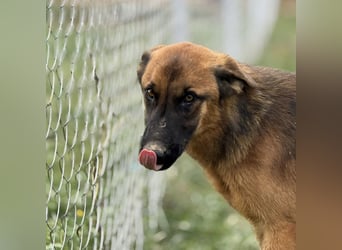 Tilly eine wundervolle Begleiterin fürs Leben
