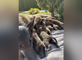 Malinois Welpen