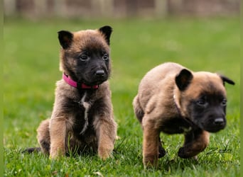 Malinois Welpen