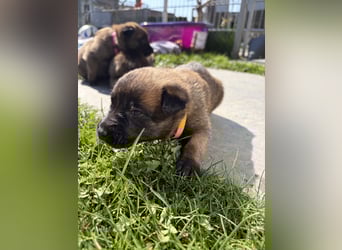 Malinois Welpen