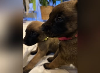Malinois Welpen