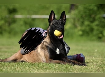 Malinois Welpen