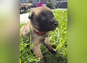 Malinois Welpen