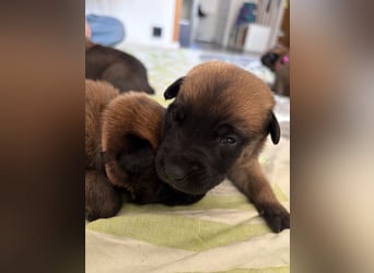 Malinois Welpen