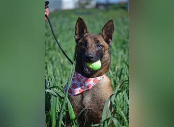 Shari - wunderschöne, aktive, freundliche Malinois-Hündin