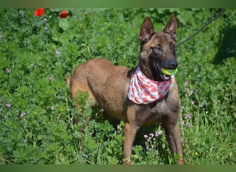 Shari - wunderschöne, aktive, freundliche Malinois-Hündin
