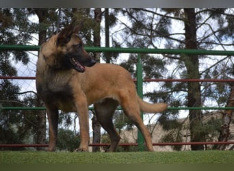 Shari - wunderschöne, aktive, freundliche Malinois-Hündin