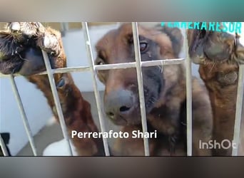 Shari - wunderschöne, aktive, freundliche Malinois-Hündin