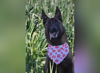 Shari - wunderschöne, aktive, freundliche Malinois-Hündin