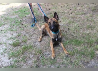 Smoky, Malinois, geb. 2024, freundlicher, aktiver Begleiter
