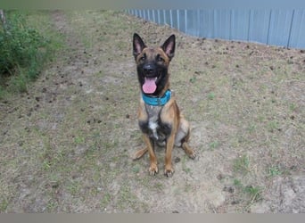Smoky, Malinois, geb. 2024, freundlicher, aktiver Begleiter