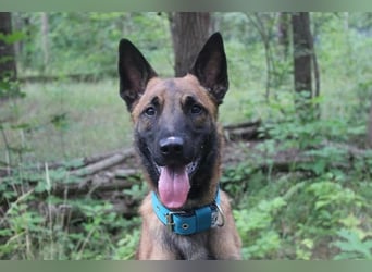 Smoky, Malinois, geb. 2024, freundlicher, aktiver Begleiter