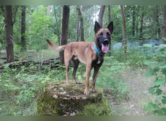Smoky, Malinois, geb. 2024, freundlicher, aktiver Begleiter