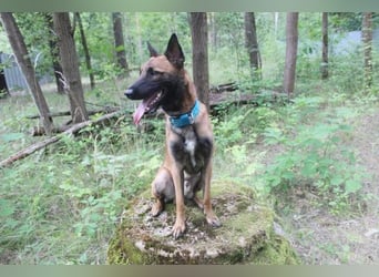 Smoky, Malinois, geb. 2024, freundlicher, aktiver Begleiter