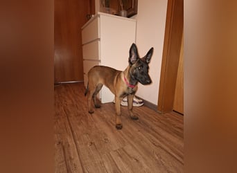 Malinois Hündin (06/2025)