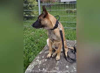 Malinois Junghund