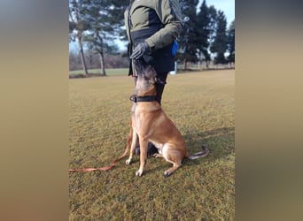 Malinois Junghund
