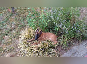 Malinois Junghund