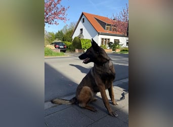 Laika ❤️ wartet in 50259 Pulheim auf deinen Besuch