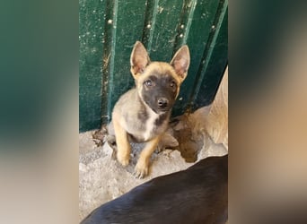 Belg.Schäfi ♥Curly♥ Welpenschnute sucht ihre erfahrenen Menschen ♥