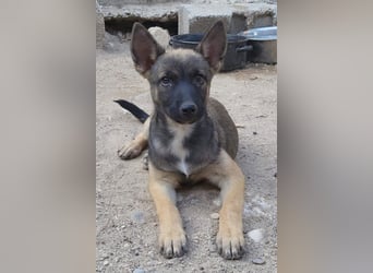 Belg.Schäfi ♥Curly♥ Welpenschnute sucht ihre erfahrenen Menschen ♥