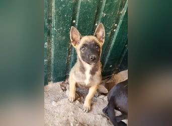 Belg.Schäfi ♥Curly♥ Welpenschnute sucht ihre erfahrenen Menschen ♥