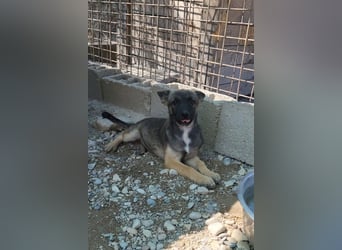 Belg.Schäfi ♥Curly♥ Welpenschnute sucht ihre erfahrenen Menschen ♥