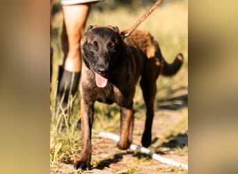 Belgischer Schäferhund Max ♥️ verkuschelte Sportskanone