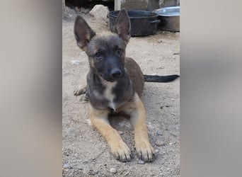 Belg.Schäfi ♥Curly♥ Welpenschnute sucht ihre erfahrenen Menschen ♥
